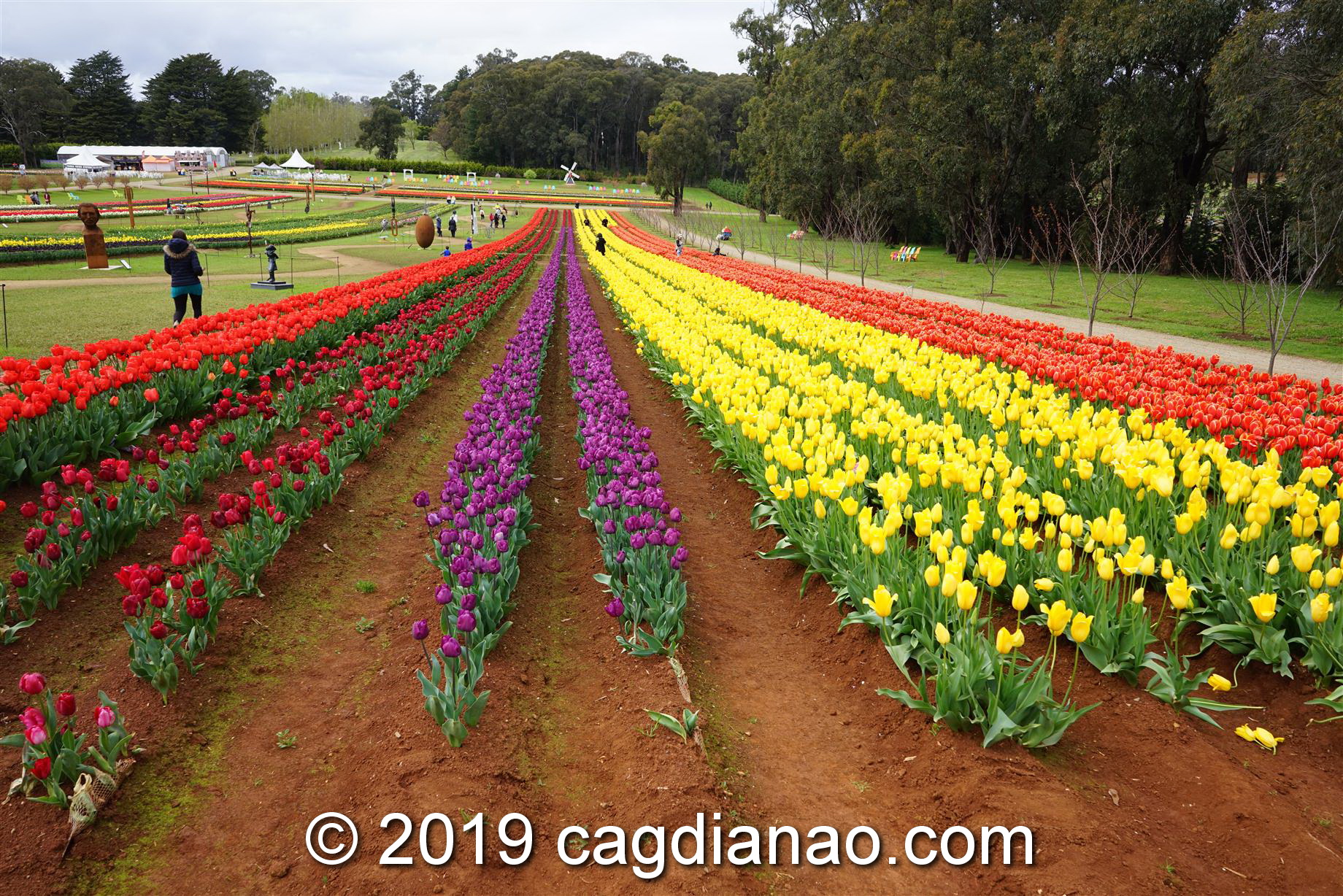 Tessalaars Tulip Farm -September 30 2019