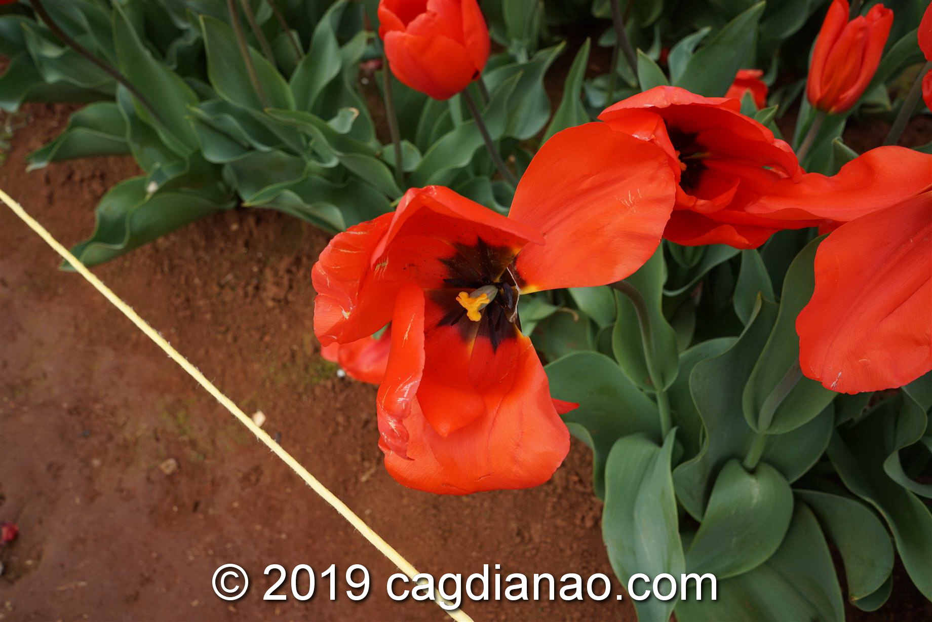 Tessalaars Tulip Farm -September 30 2019