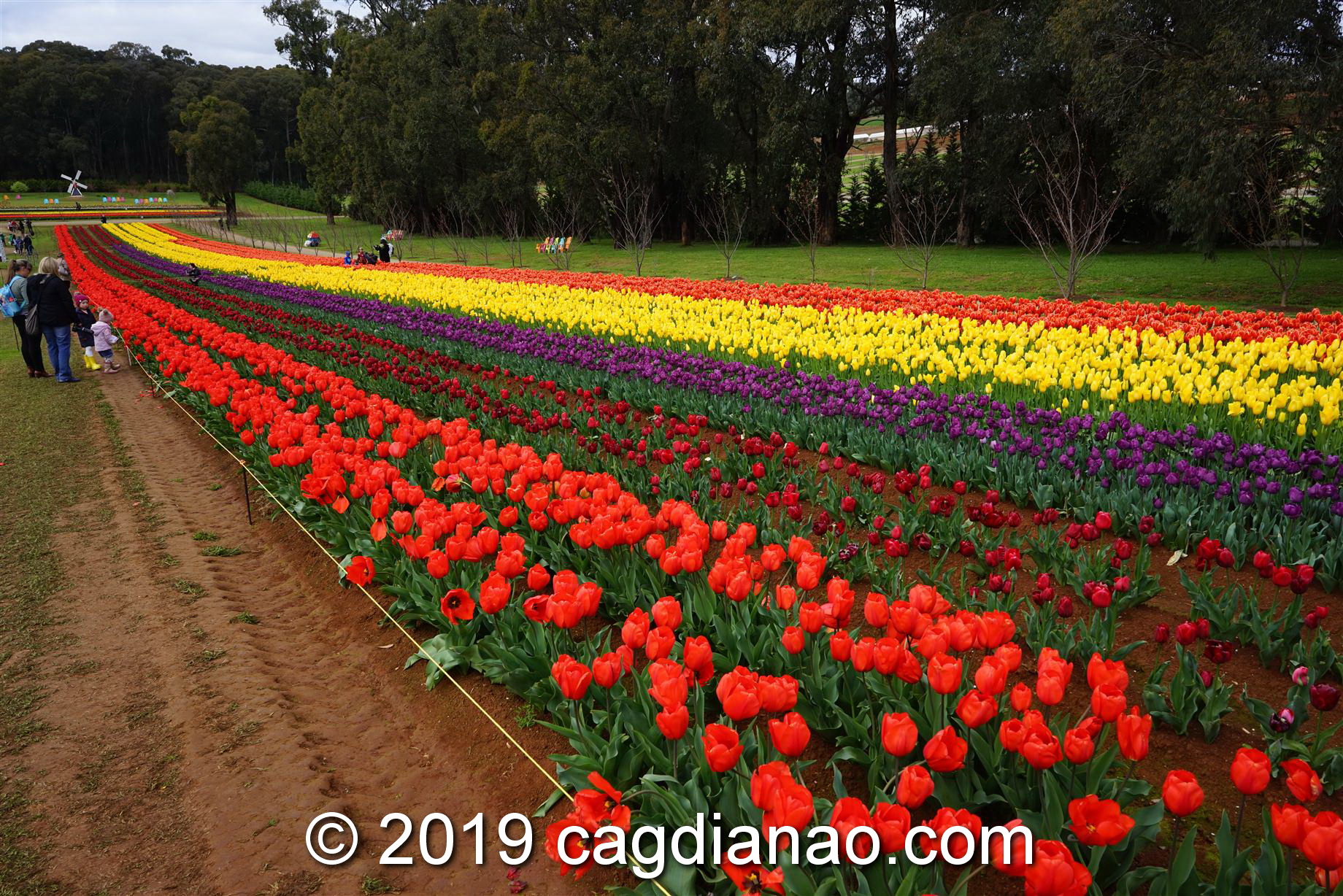 Tessalaars Tulip Farm -September 30 2019