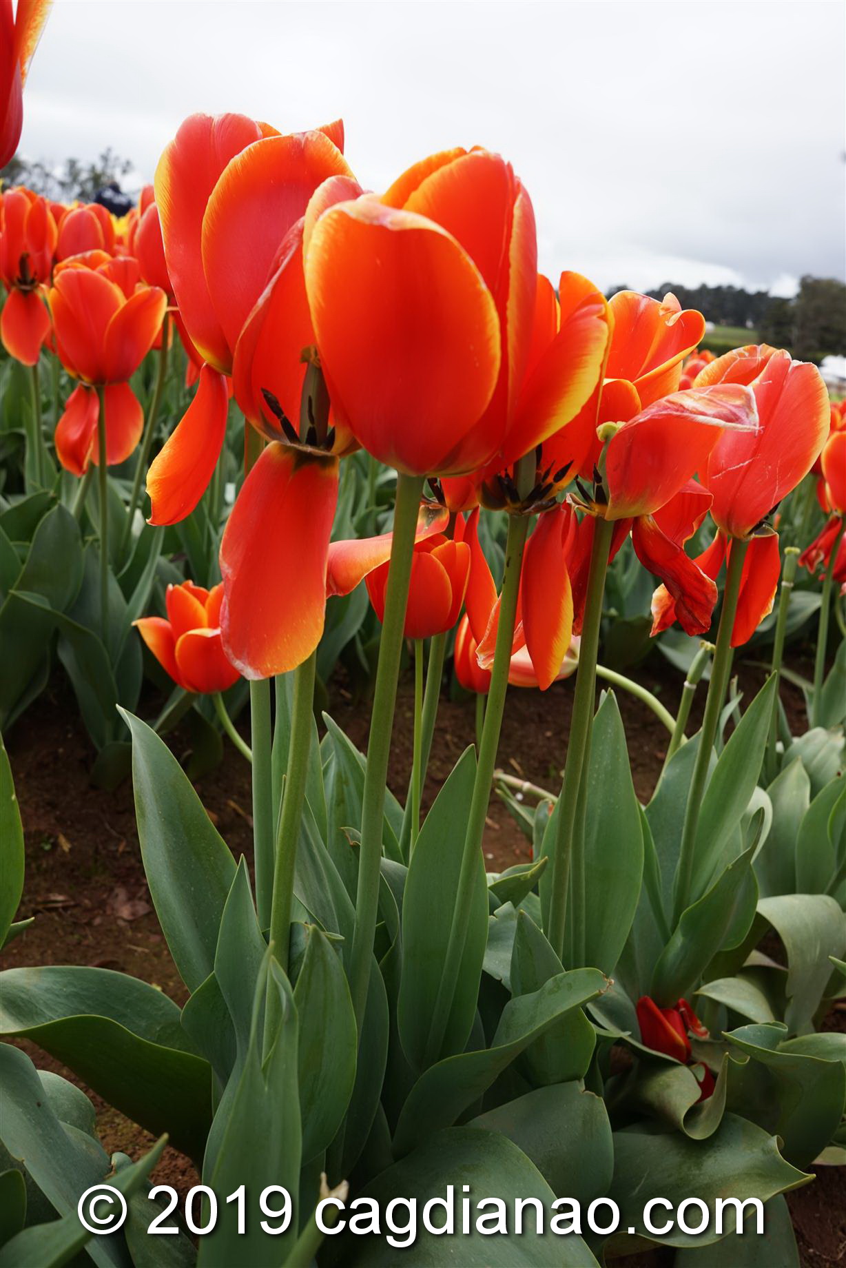 Tessalaars Tulip Farm -September 30 2019