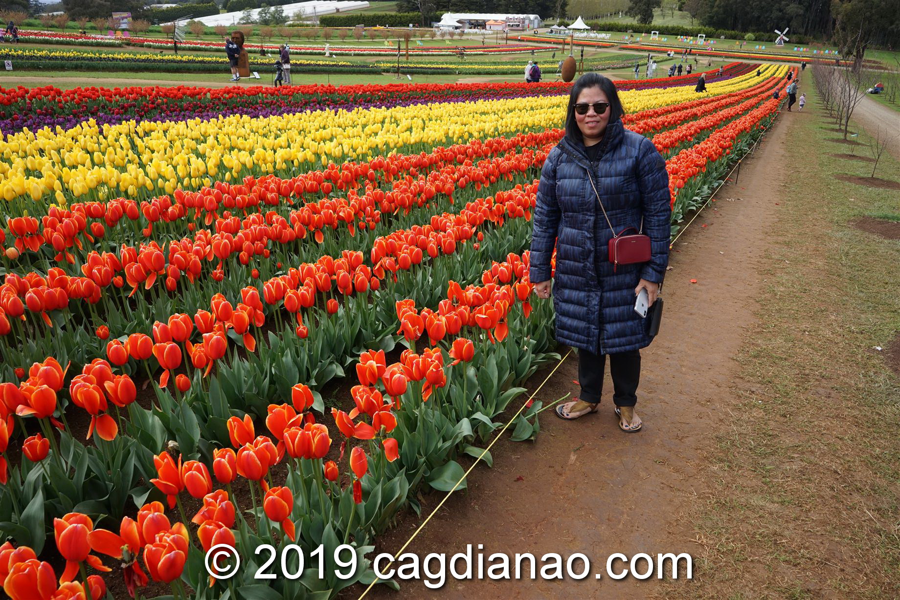 Tessalaars Tulip Farm -September 30 2019