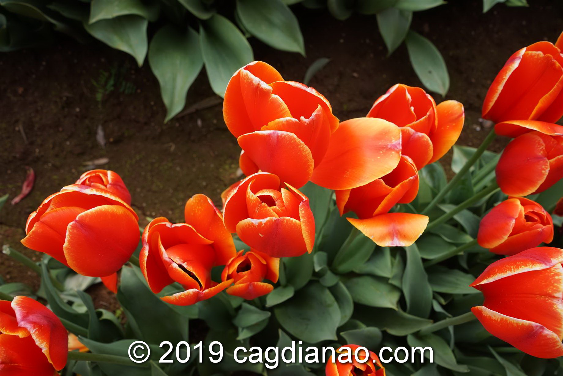 Tessalaars Tulip Farm -September 30 2019