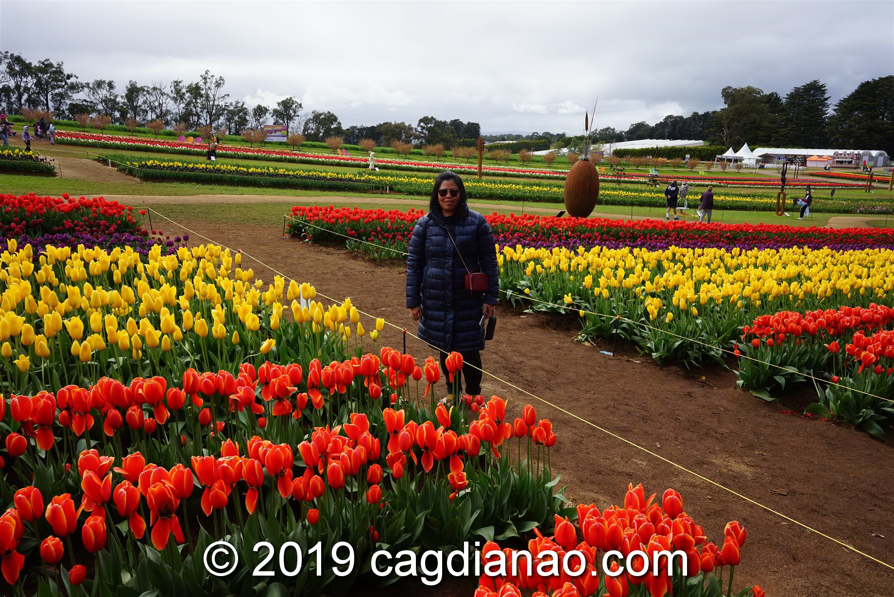 Tessalaars Tulip Farm -September 30 2019