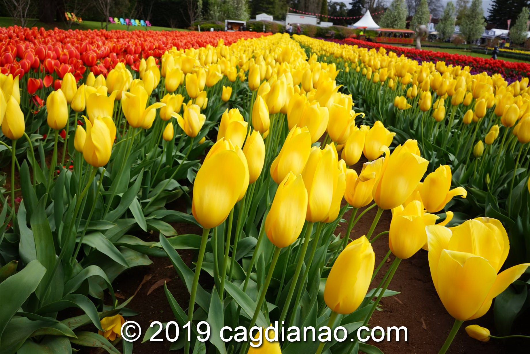 Tessalaars Tulip Farm -September 30 2019