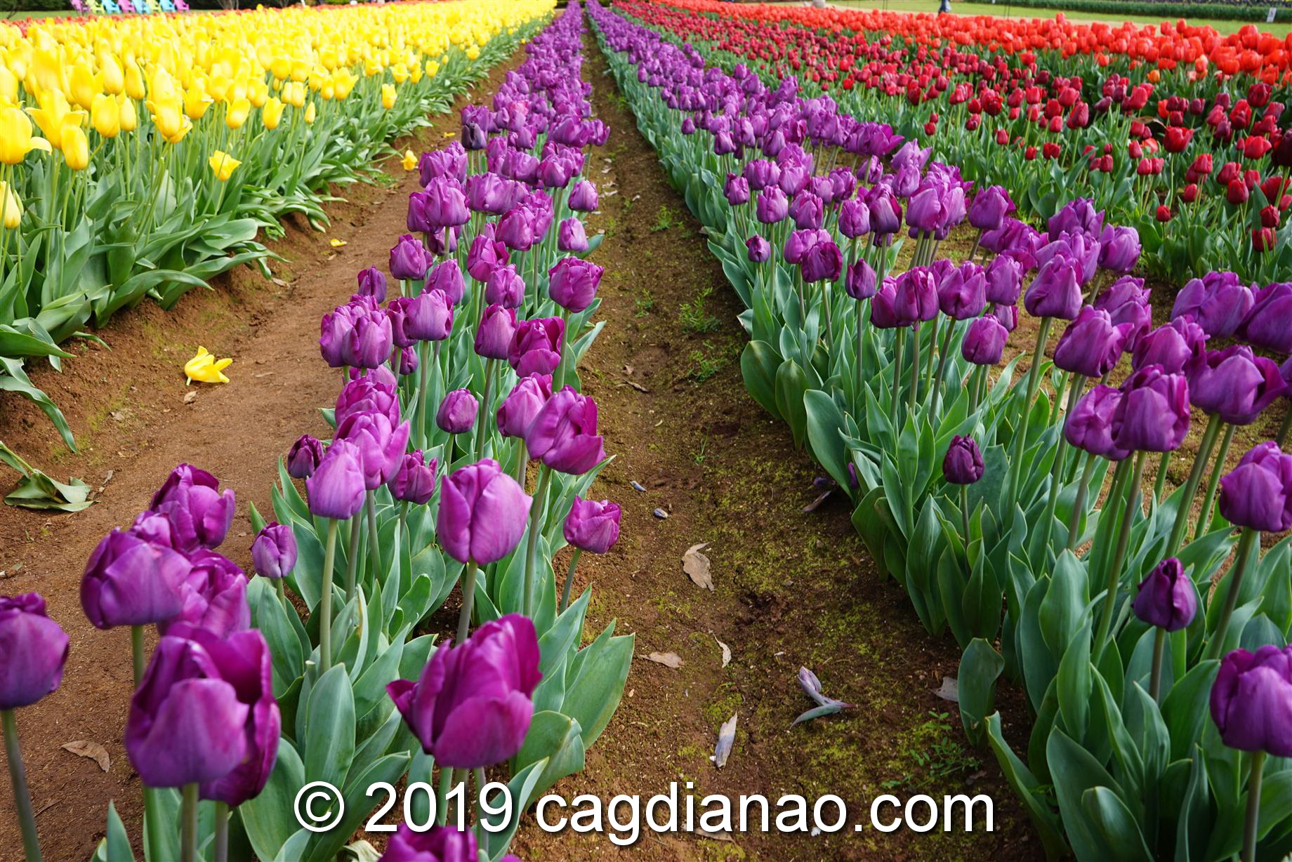 Tessalaars Tulip Farm -September 30 2019