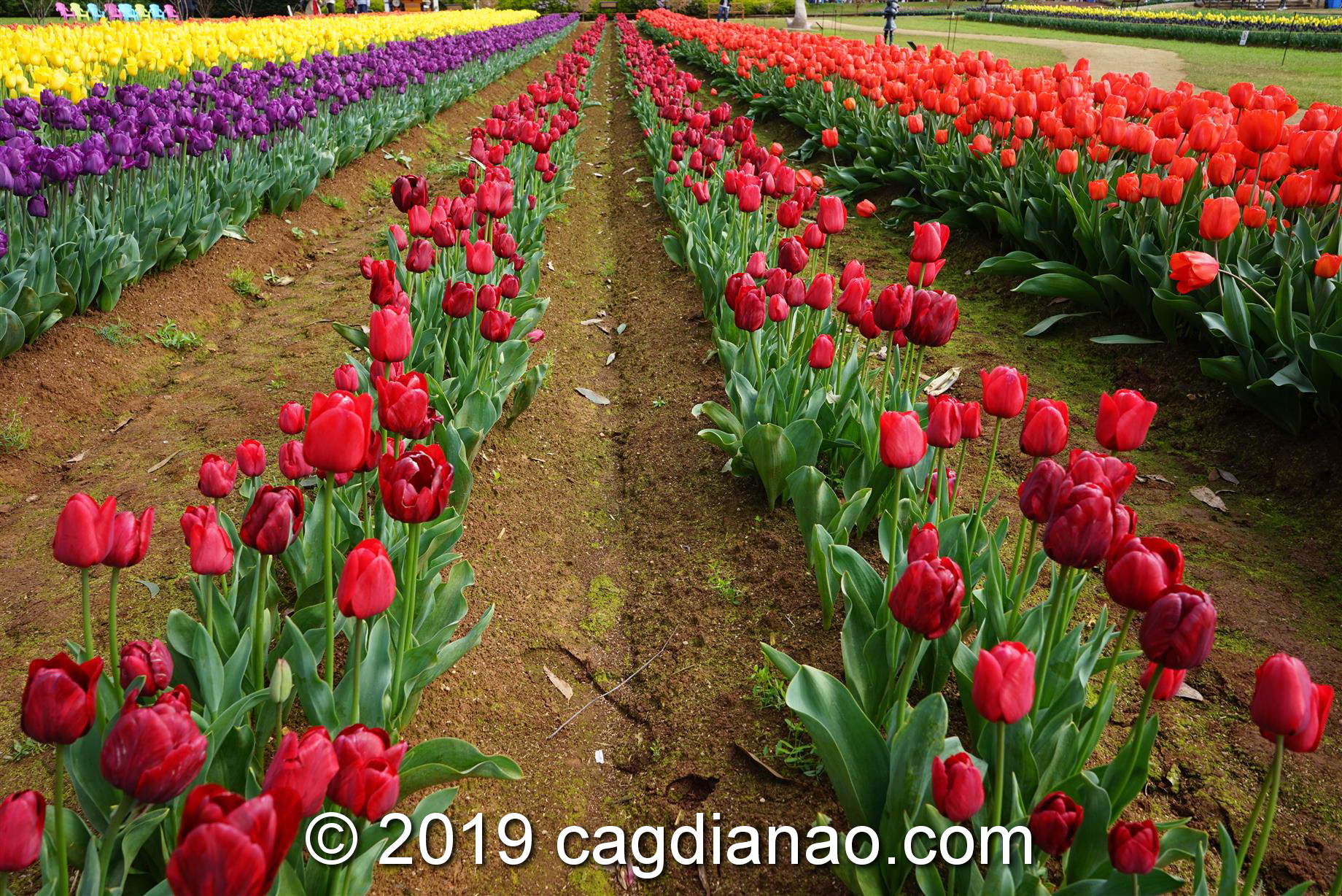 Tessalaars Tulip Farm -September 30 2019