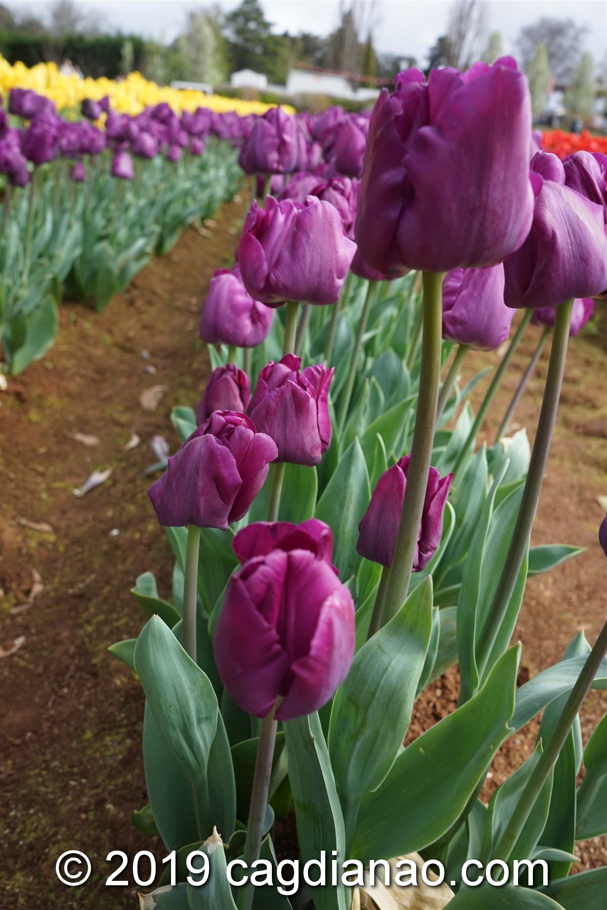 Tessalaars Tulip Farm -September 30 2019