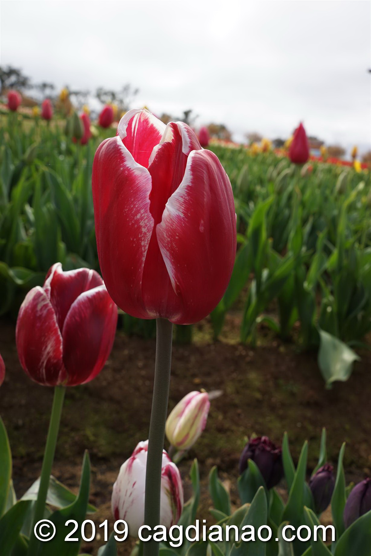 Tessalaars Tulip Farm -September 30 2019