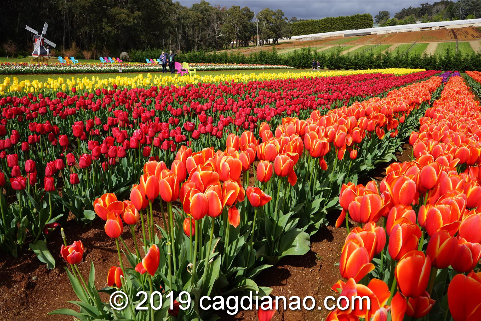 Tessalaars Tulip Farm -September 30 2019