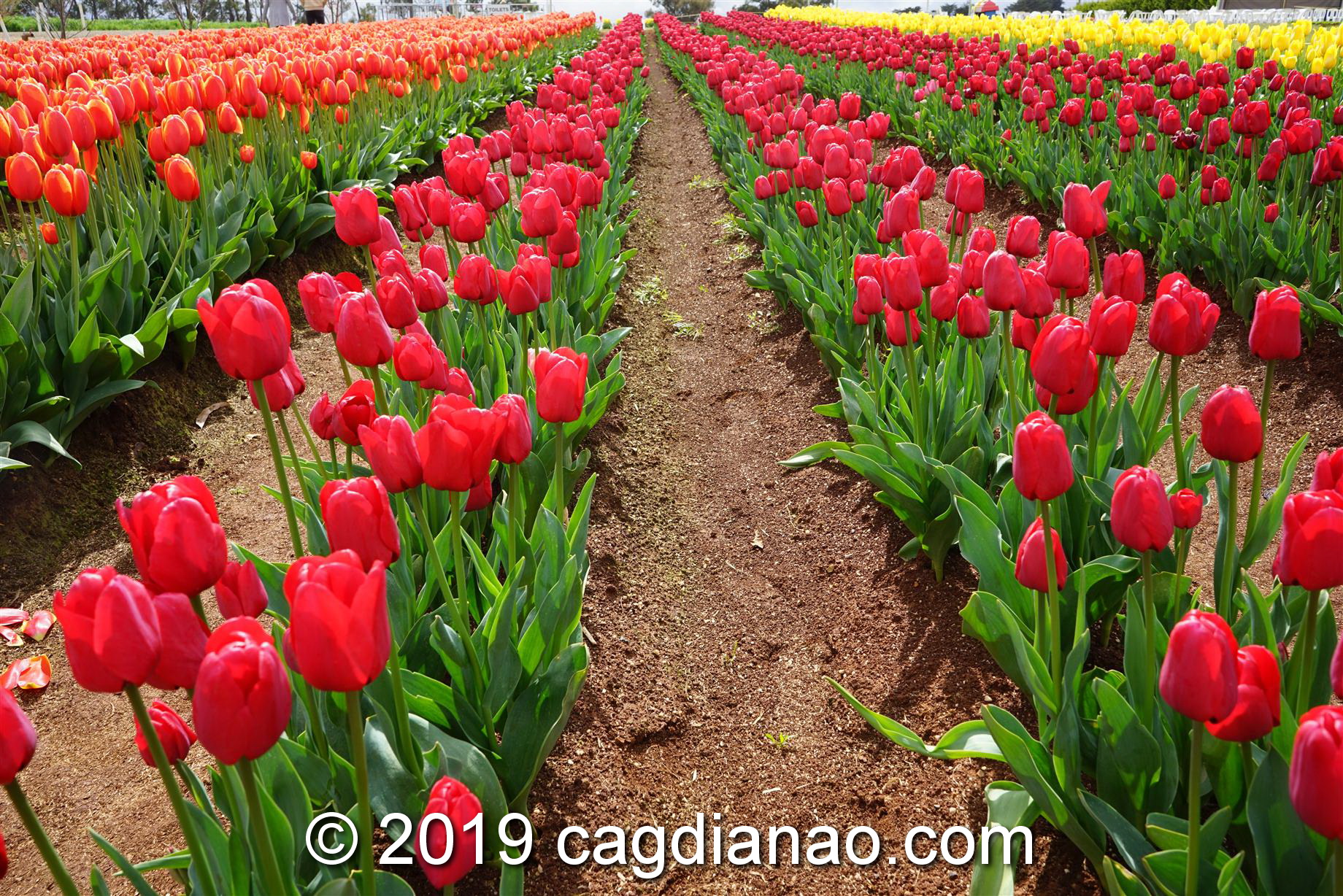 Tessalaars Tulip Farm -September 30 2019