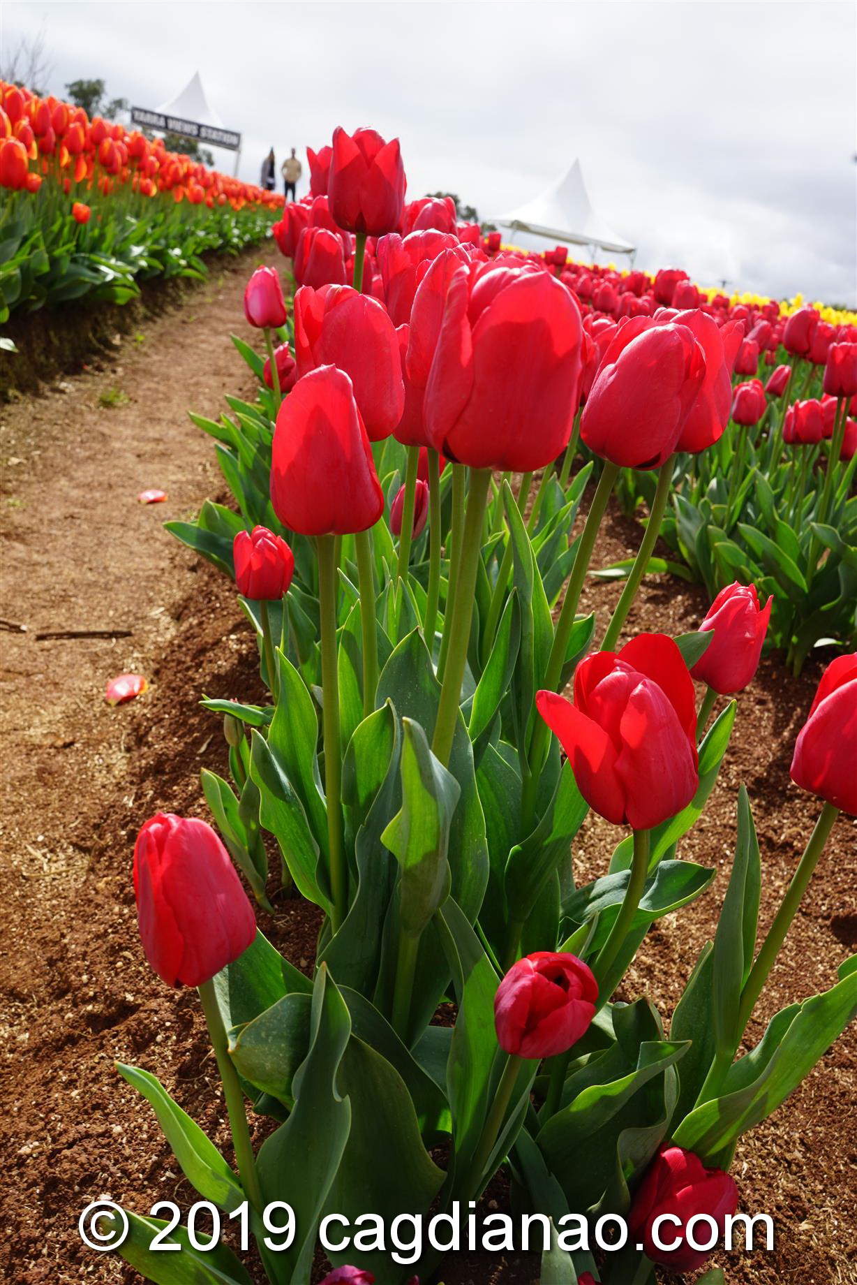 Tessalaars Tulip Farm -September 30 2019