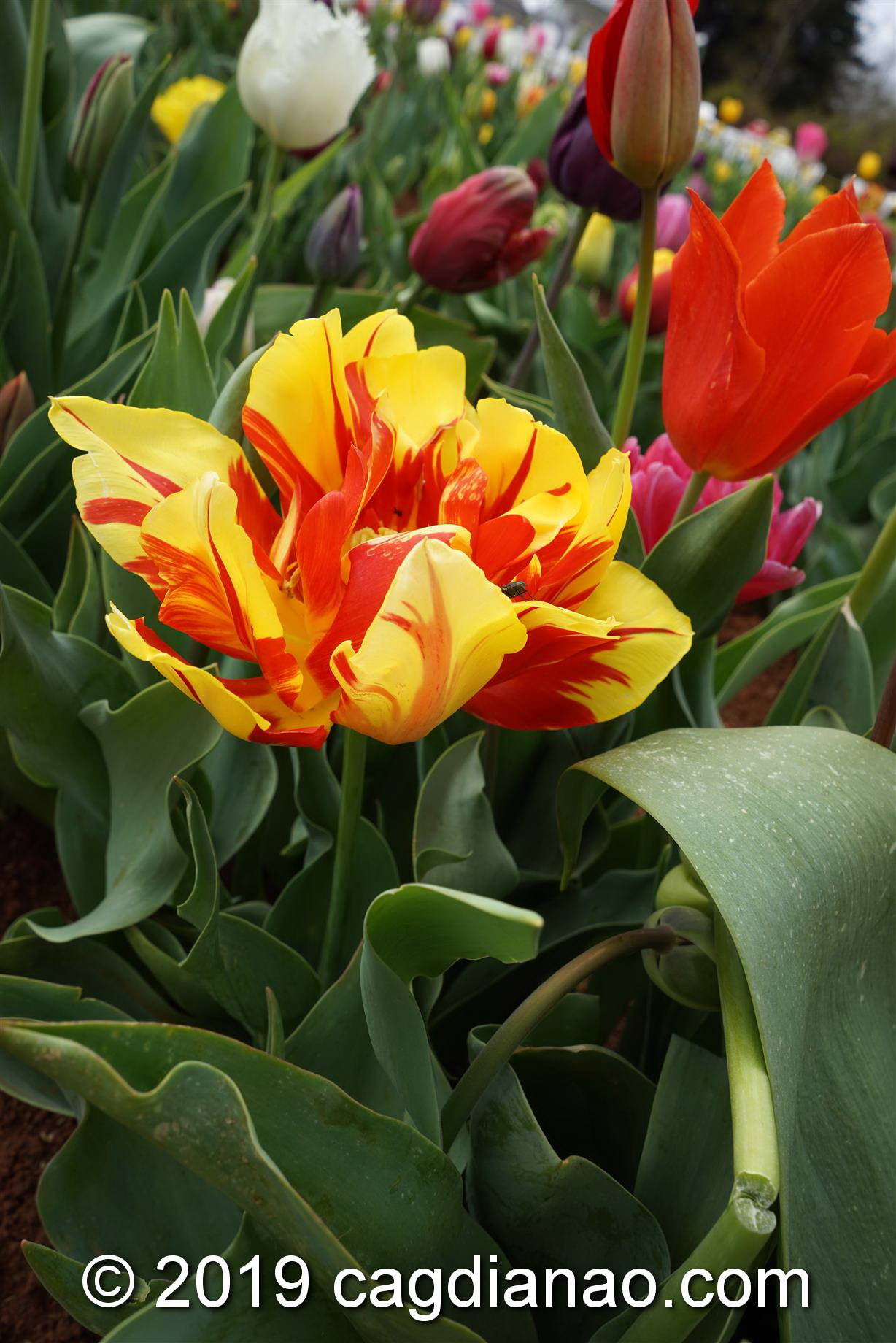 Tessalaars Tulip Farm -September 30 2019