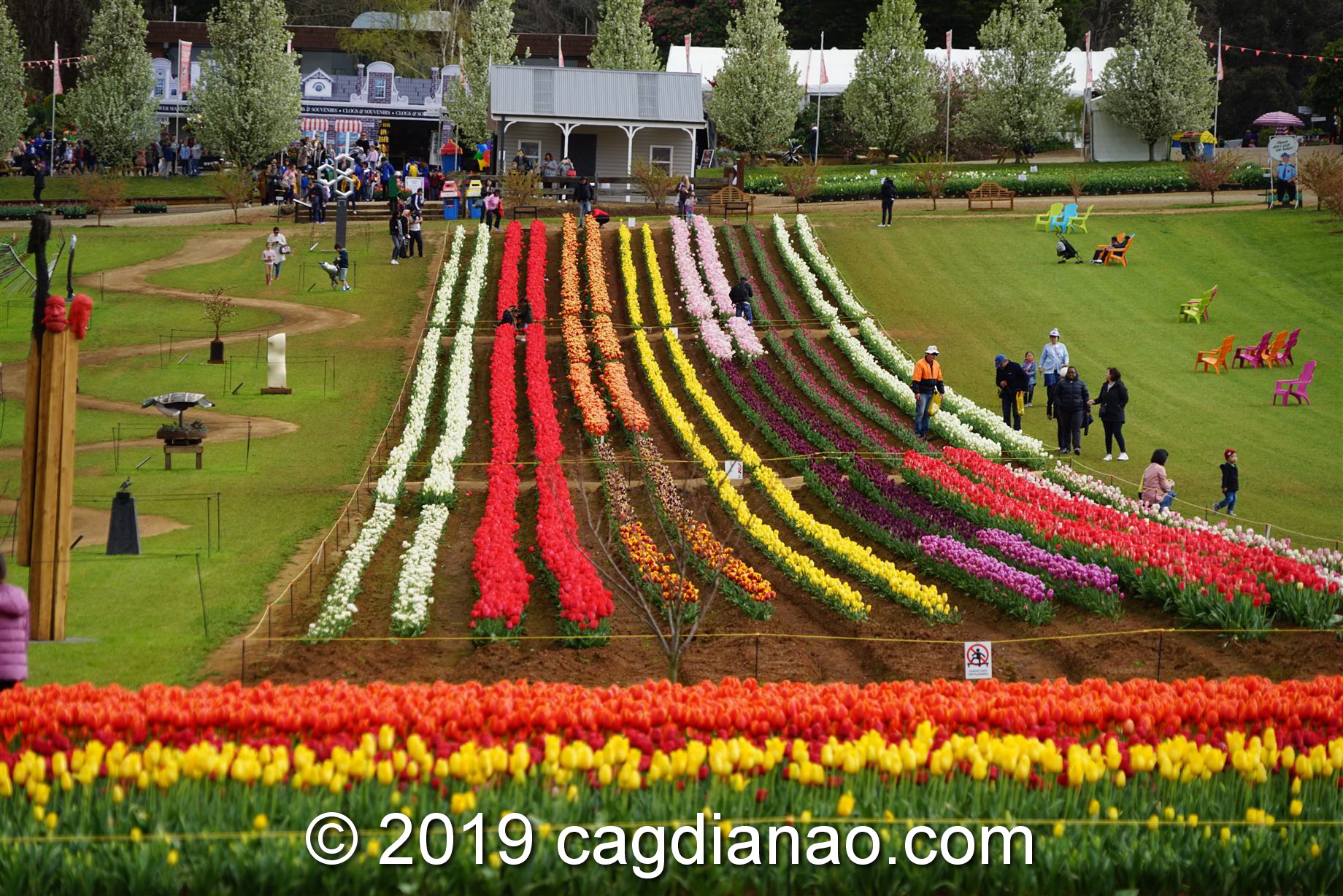 Tessalaars Tulip Farm -September 30 2019