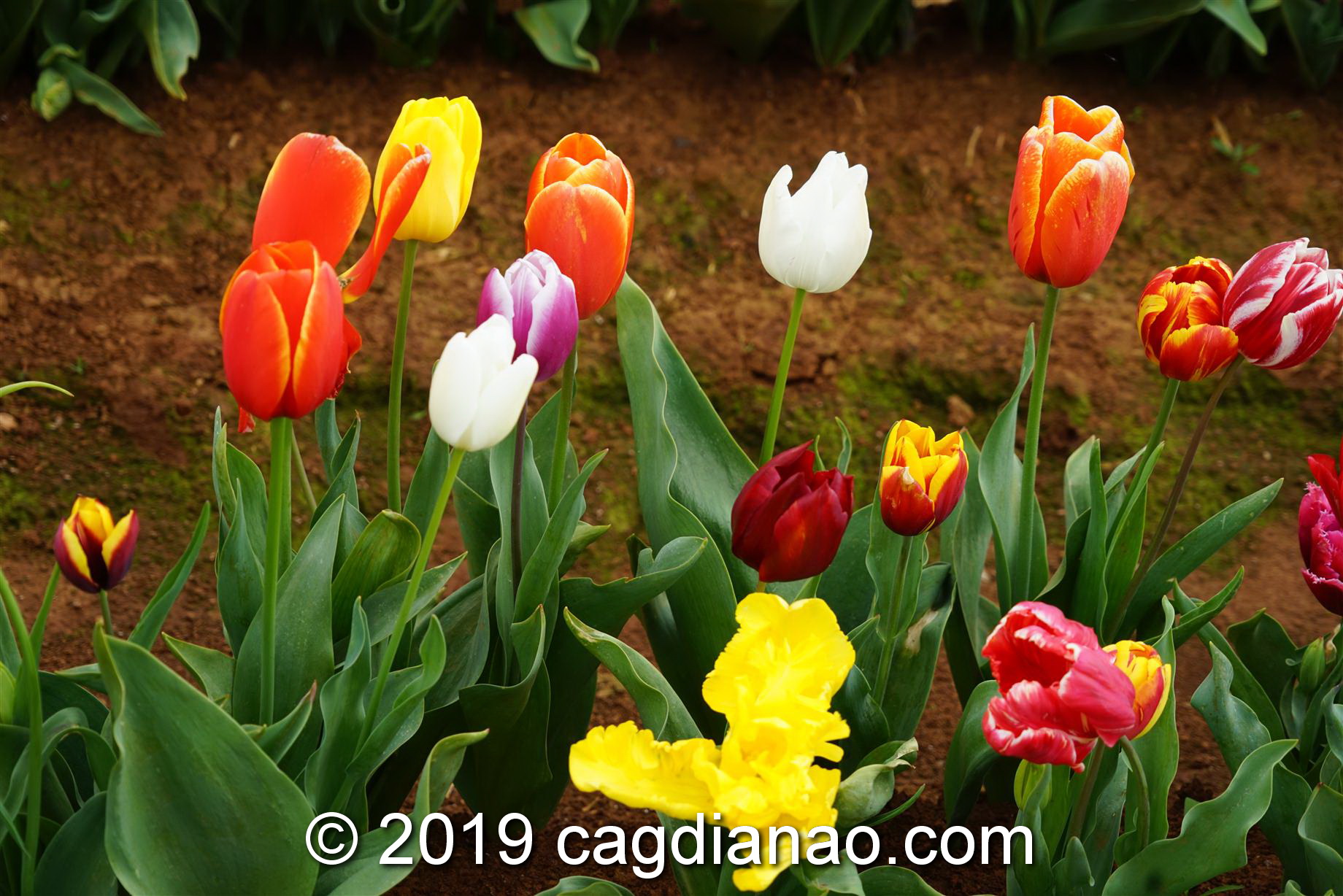 Tessalaars Tulip Farm -September 30 2019