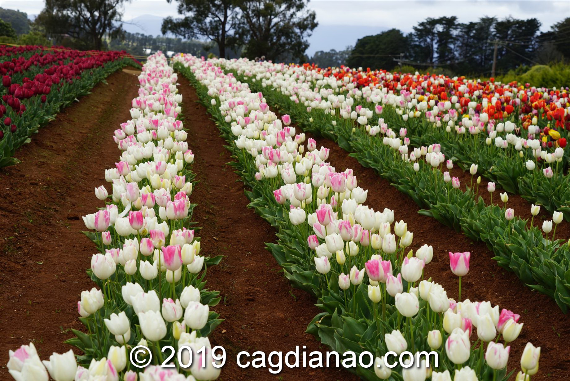 Tessalaars Tulip Farm -September 30 2019