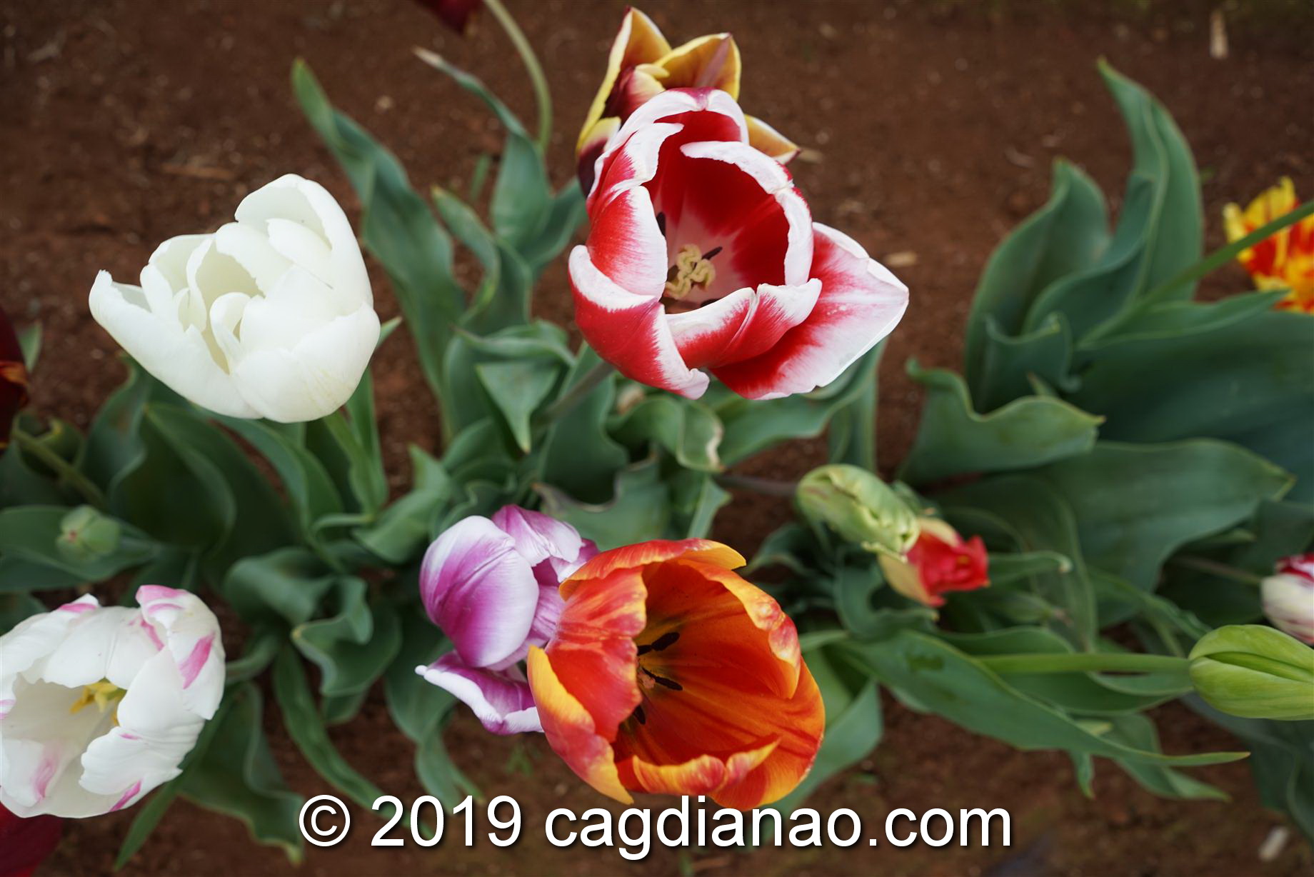 Tessalaars Tulip Farm -September 30 2019