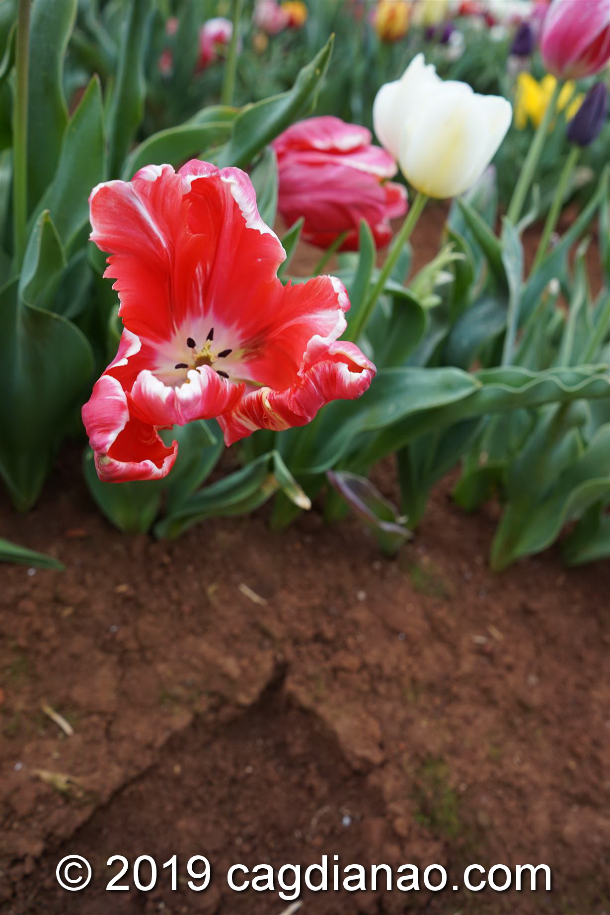 Tessalaars Tulip Farm -September 30 2019