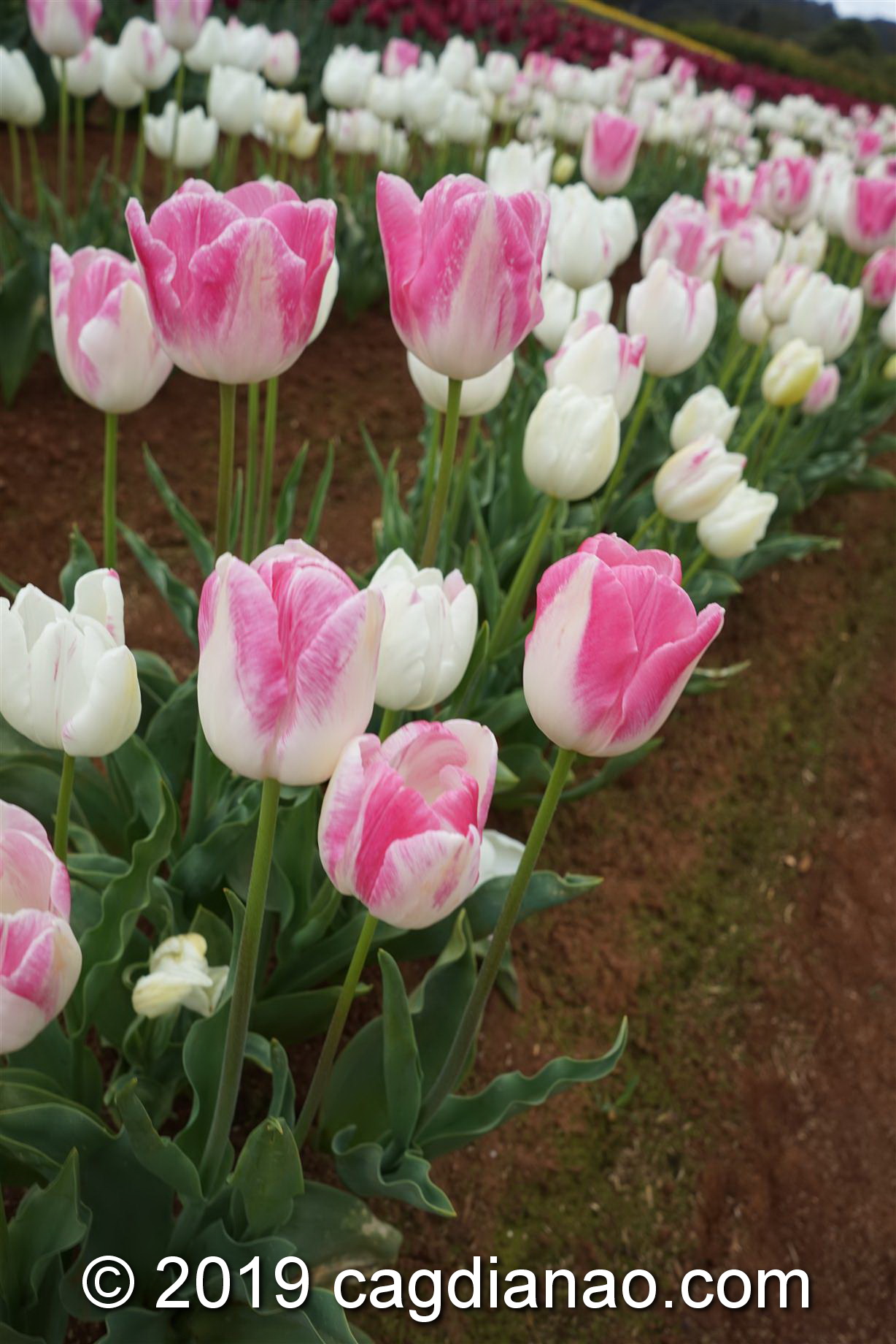 Tessalaars Tulip Farm -September 30 2019