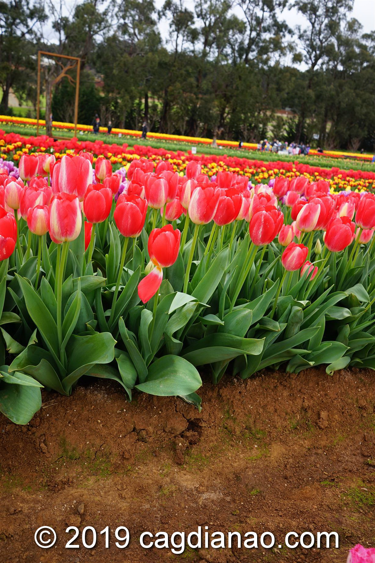 Tessalaars Tulip Farm -September 30 2019