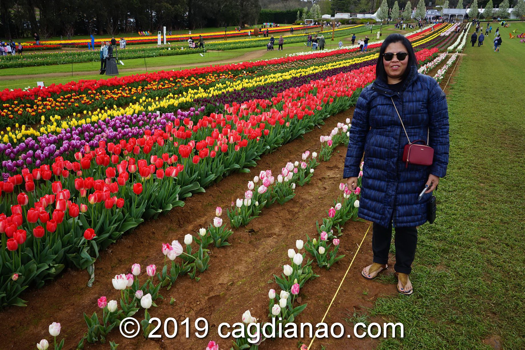 Tessalaars Tulip Farm -September 30 2019