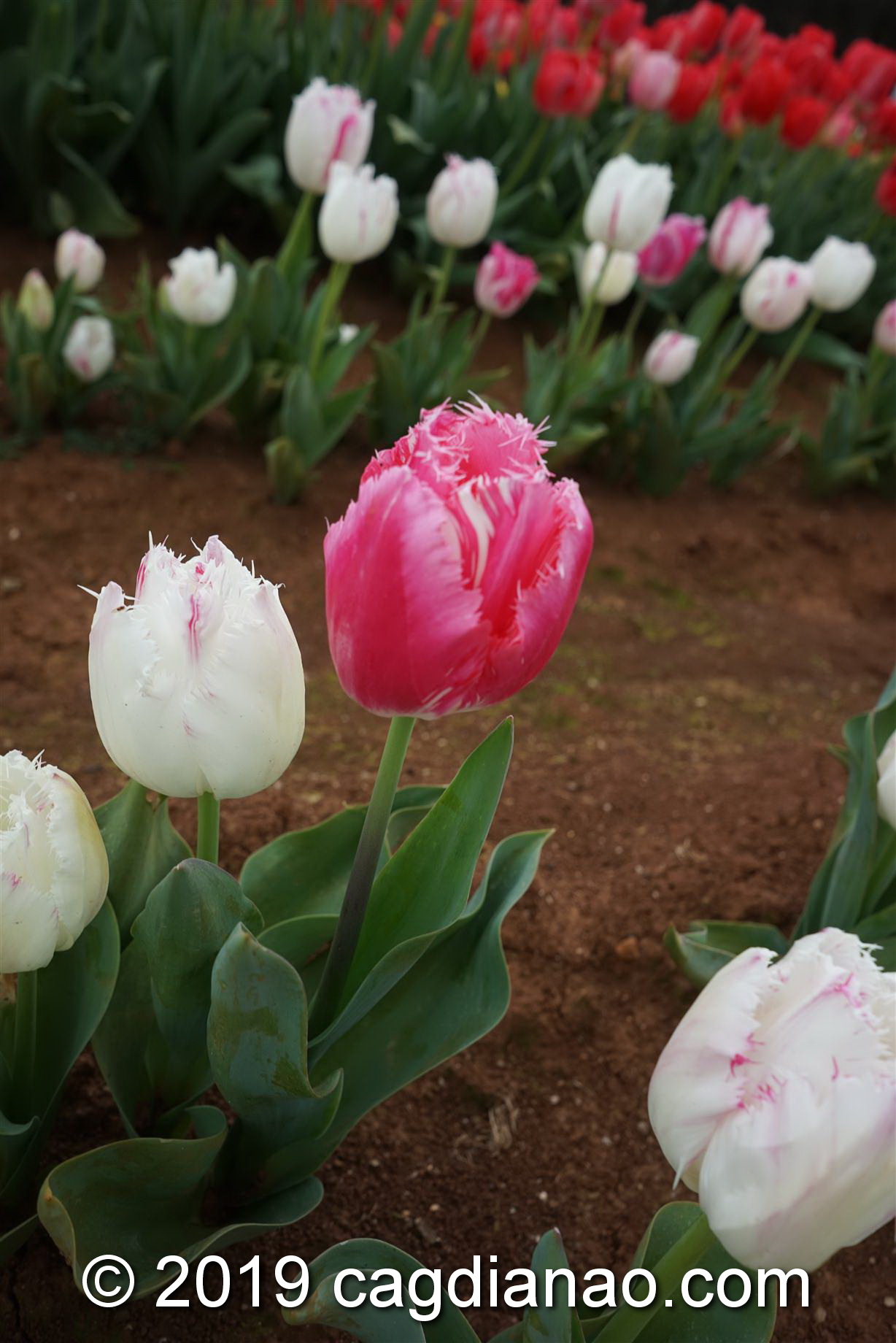 Tessalaars Tulip Farm -September 30 2019