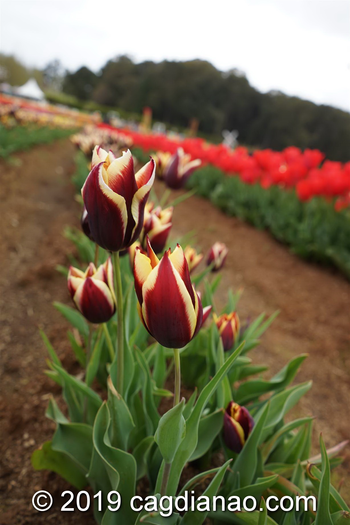 Tessalaars Tulip Farm -September 30 2019