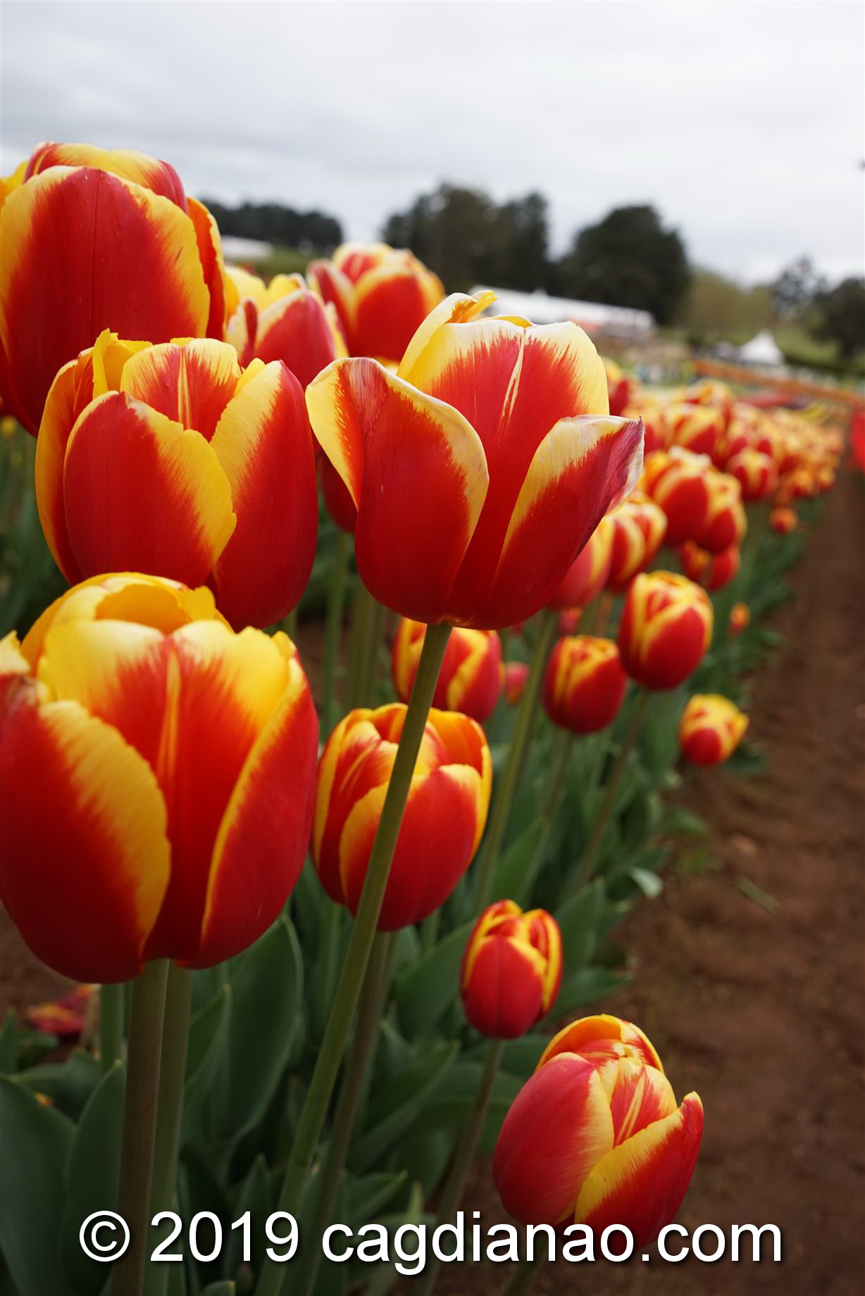 Tessalaars Tulip Farm -September 30 2019