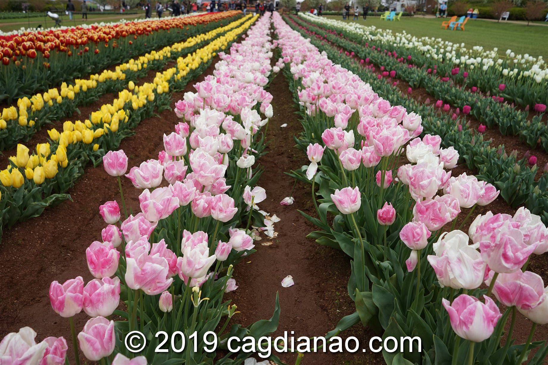 Tessalaars Tulip Farm -September 30 2019