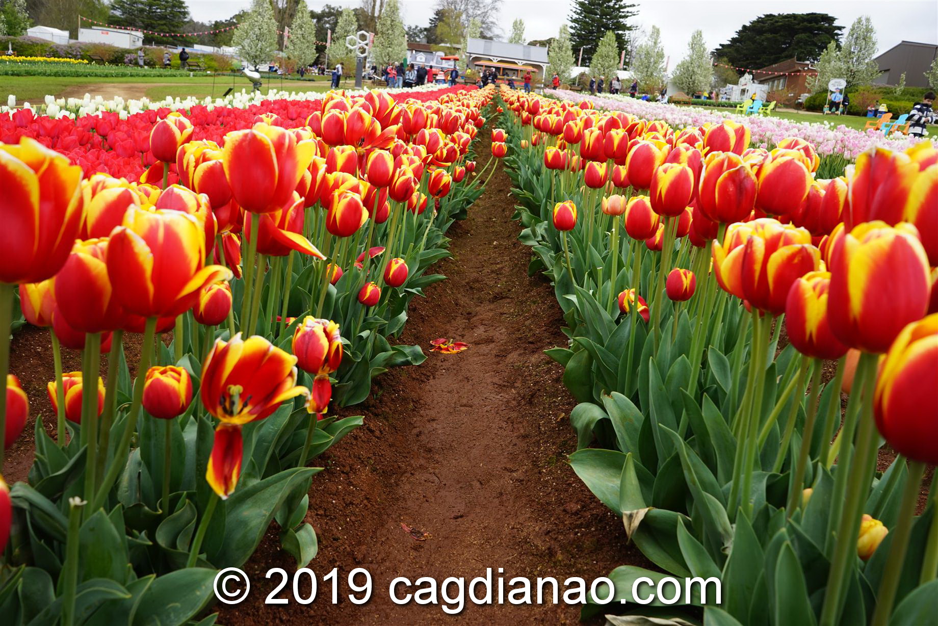 Tessalaars Tulip Farm -September 30 2019