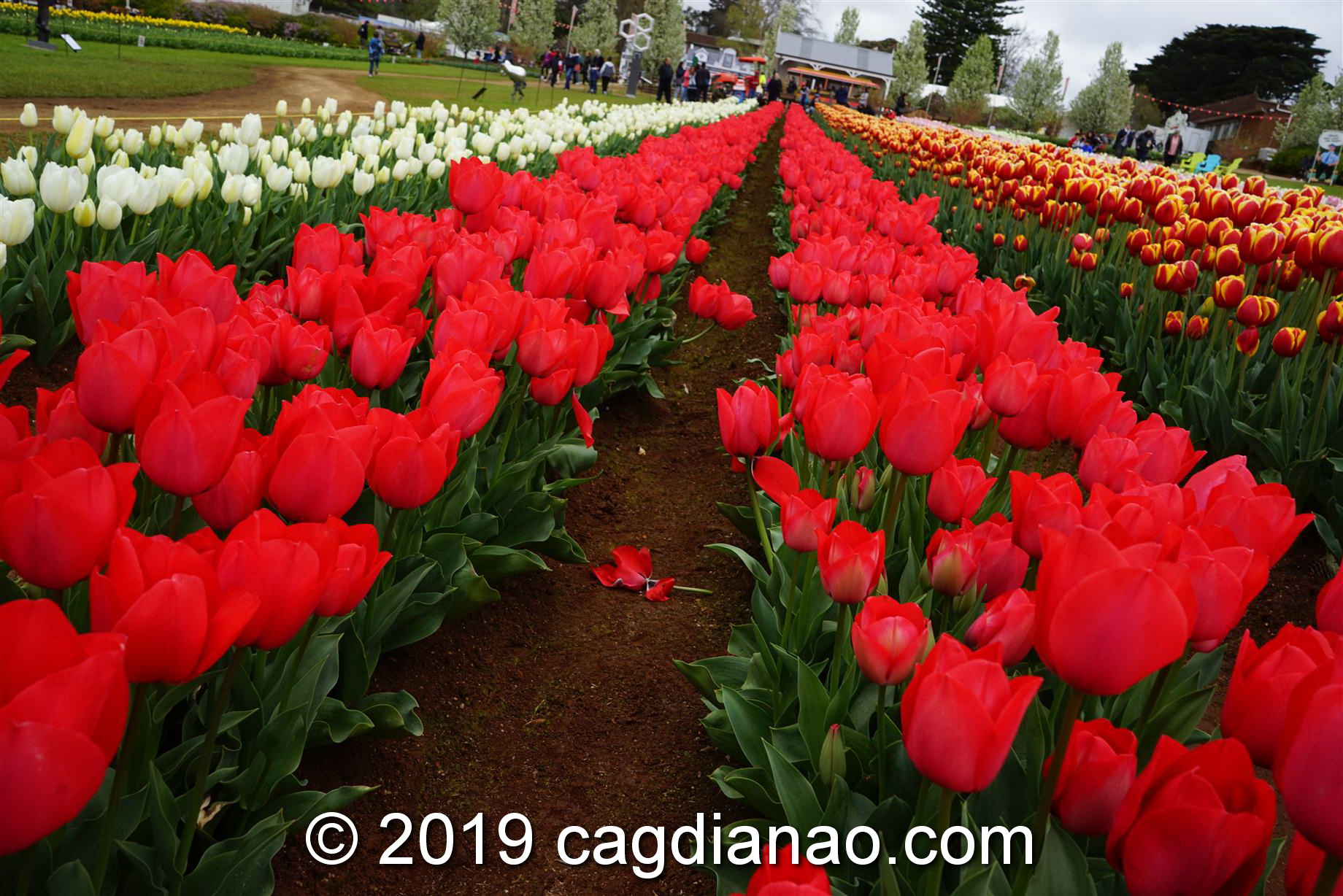 Tessalaars Tulip Farm -September 30 2019