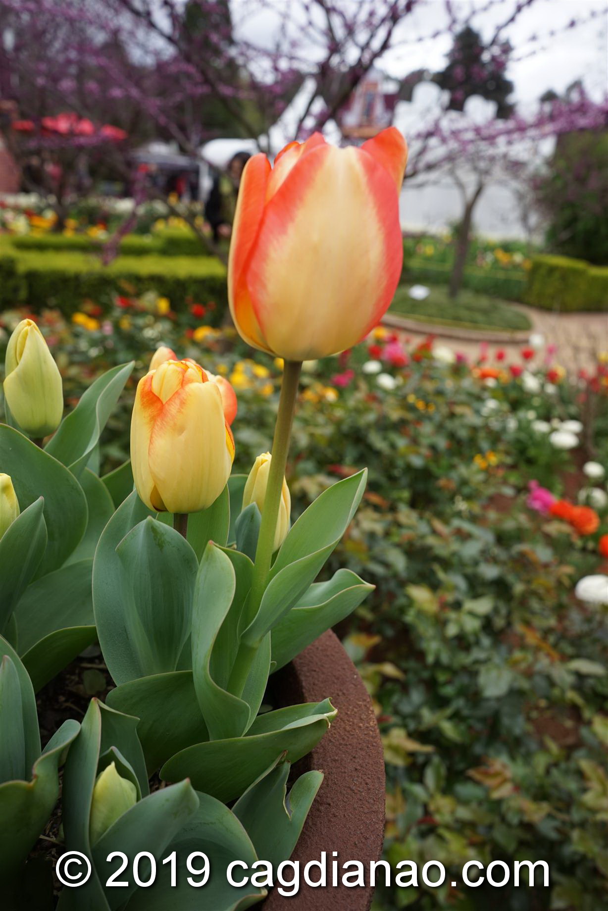 Tessalaars Tulip Farm -September 30 2019