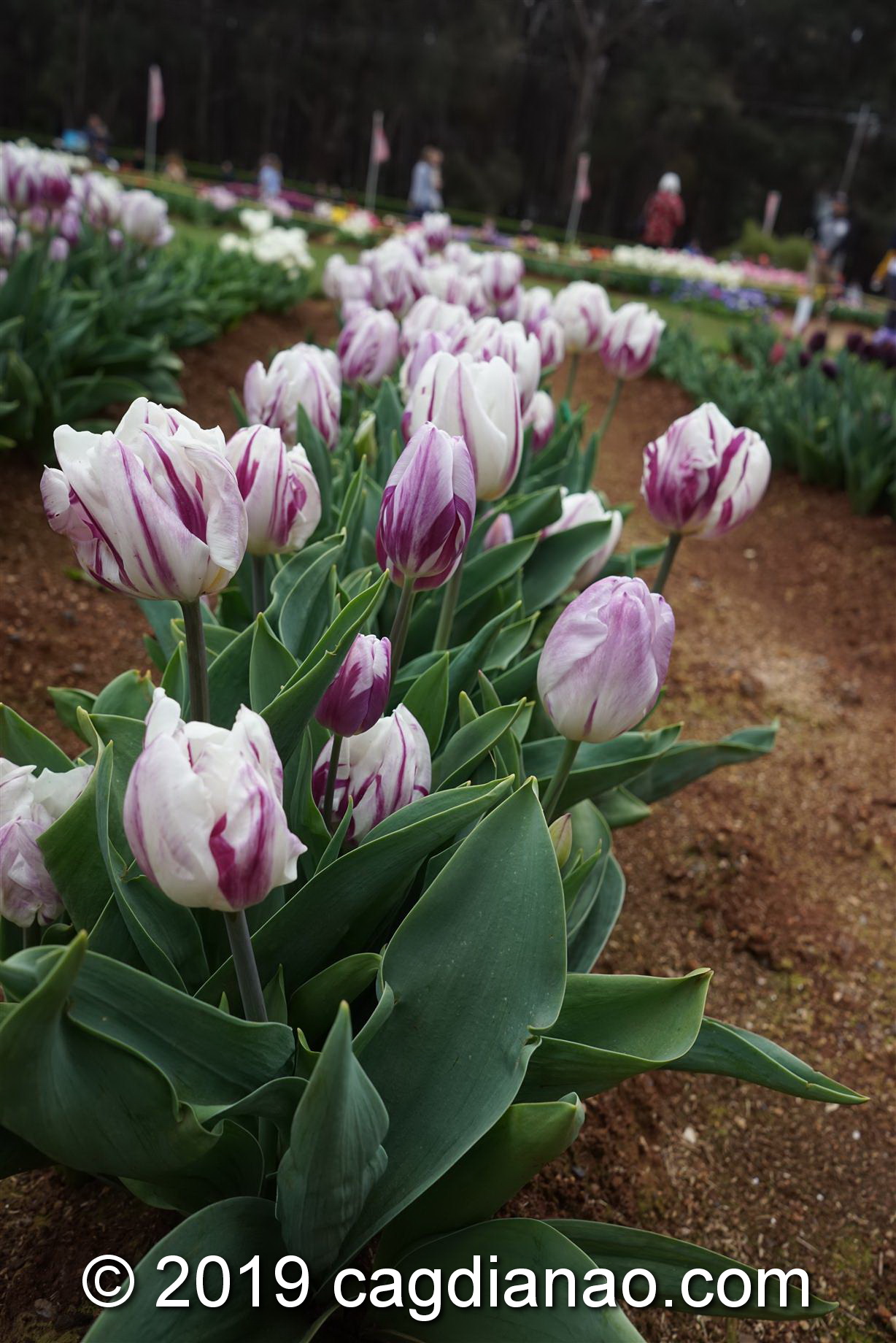 Tessalaars Tulip Farm -September 30 2019