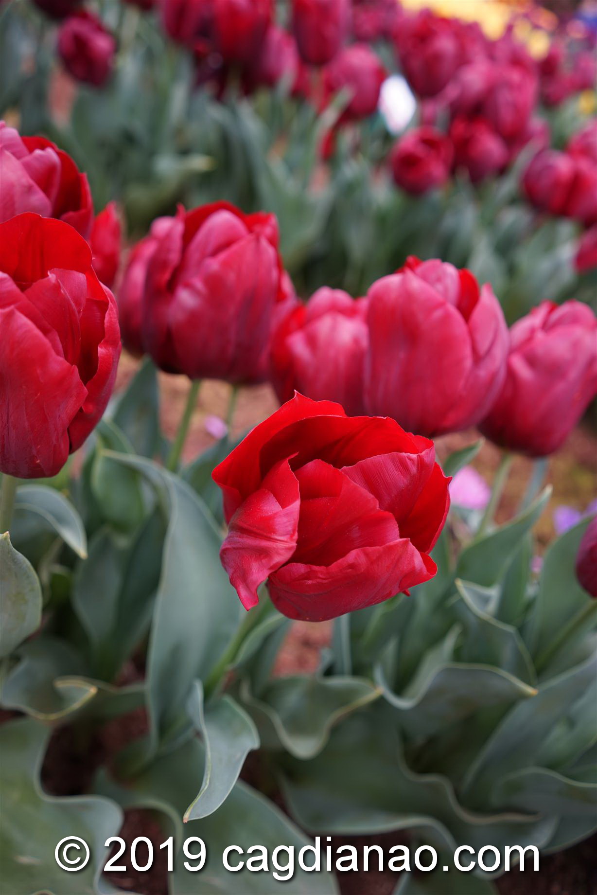 Tessalaars Tulip Farm -September 30 2019