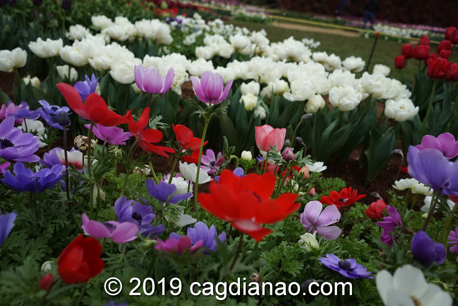 Tessalaars Tulip Farm -September 30 2019