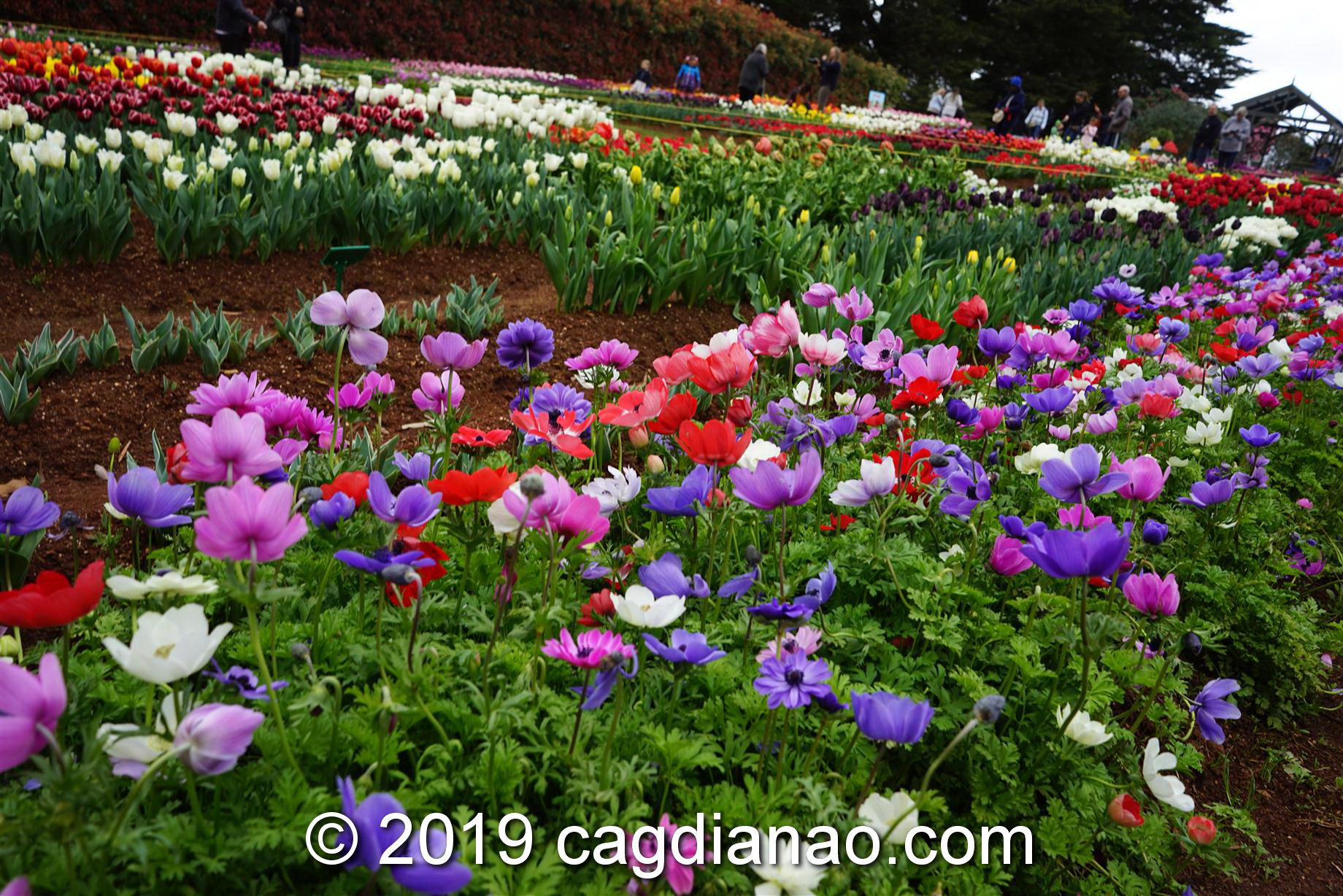 Tessalaars Tulip Farm -September 30 2019