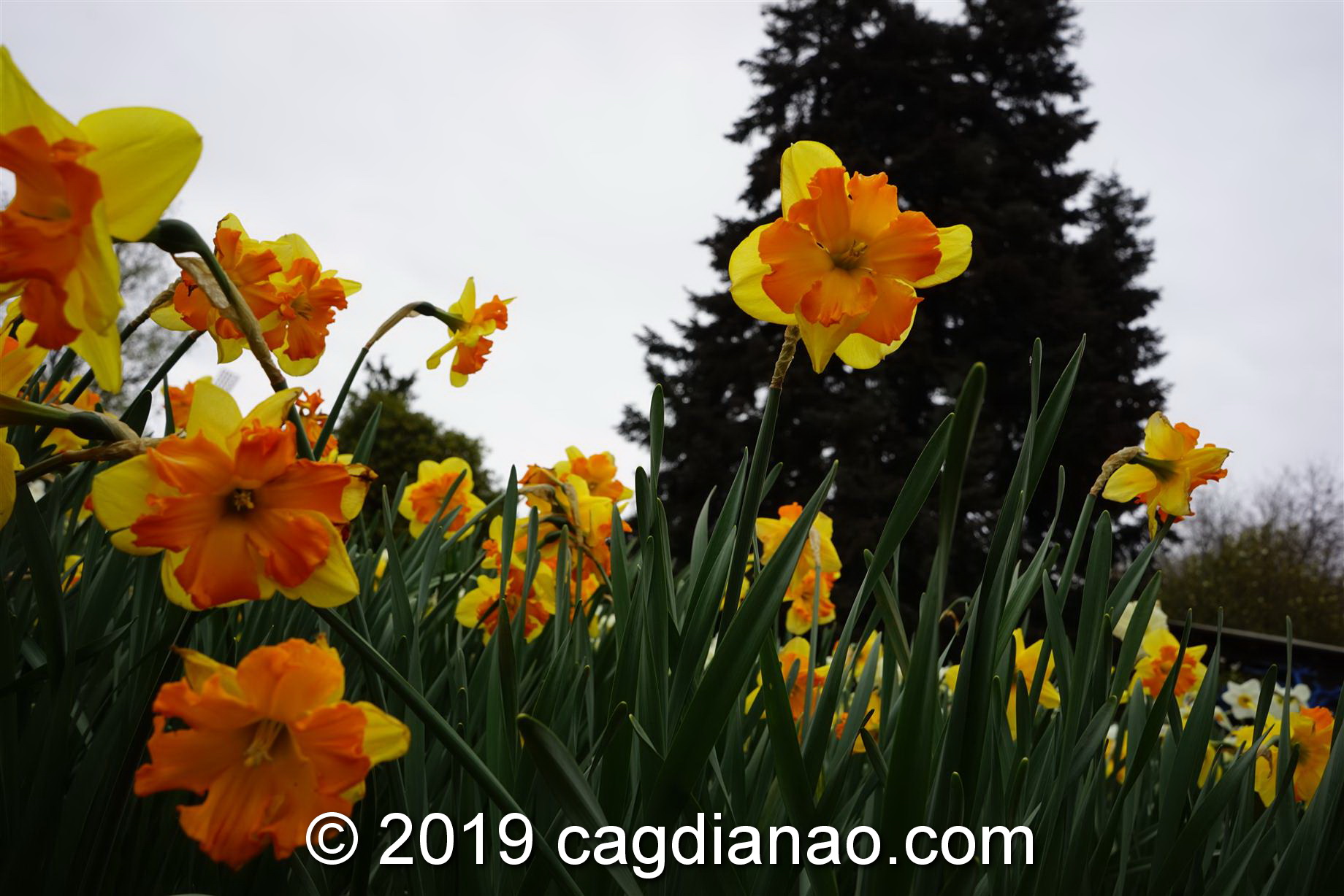 Tessalaars Tulip Farm -September 30 2019