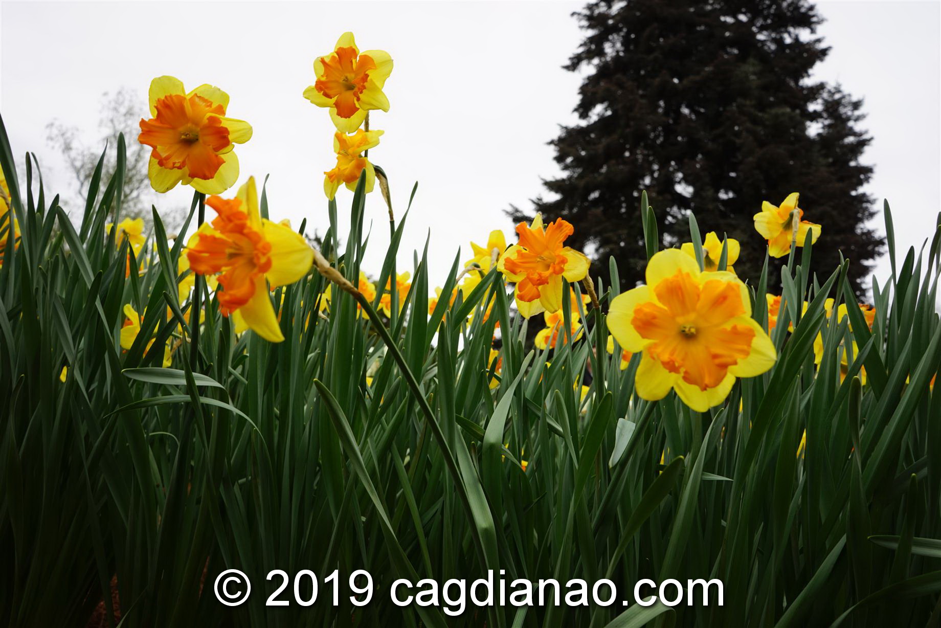 Tessalaars Tulip Farm -September 30 2019