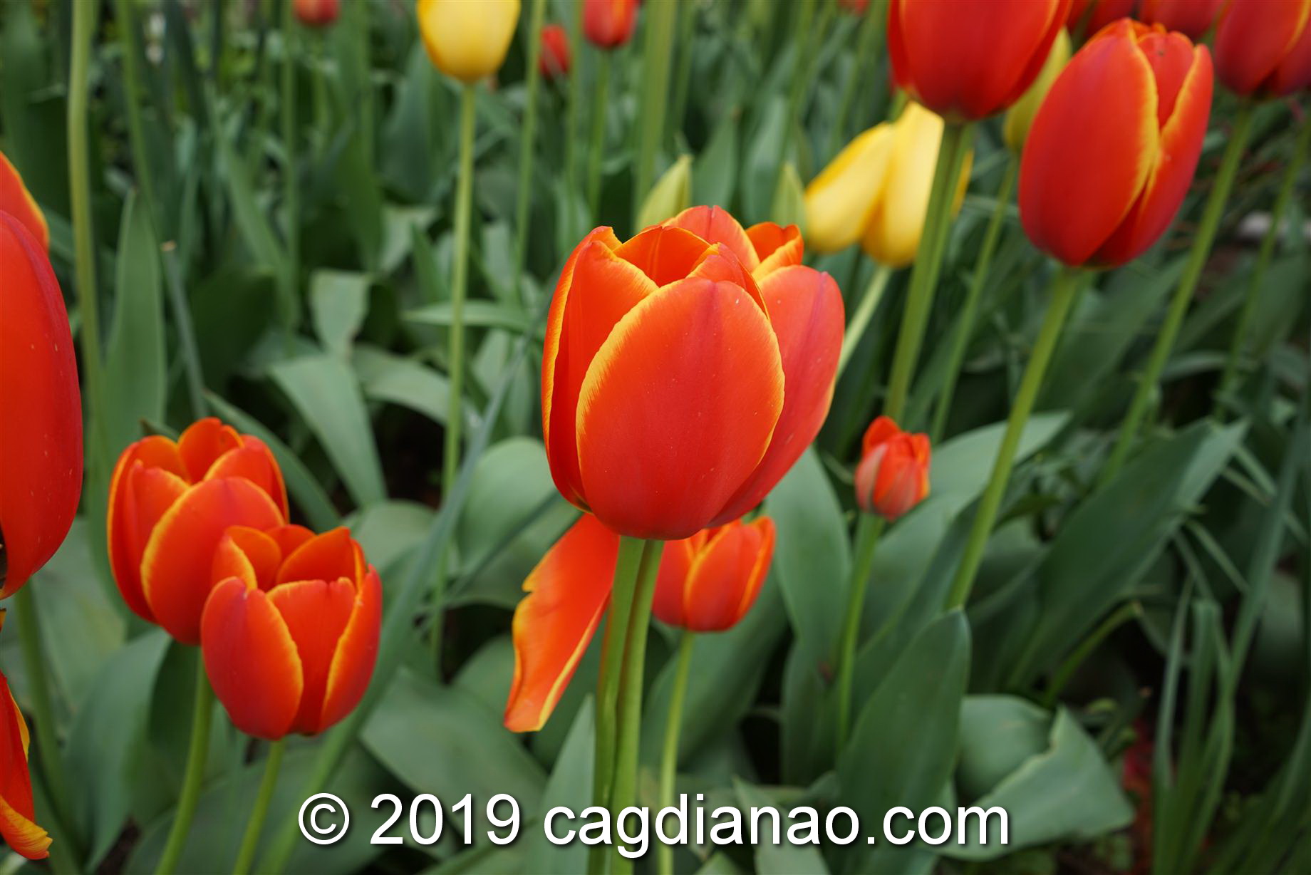 Tessalaars Tulip Farm -September 30 2019