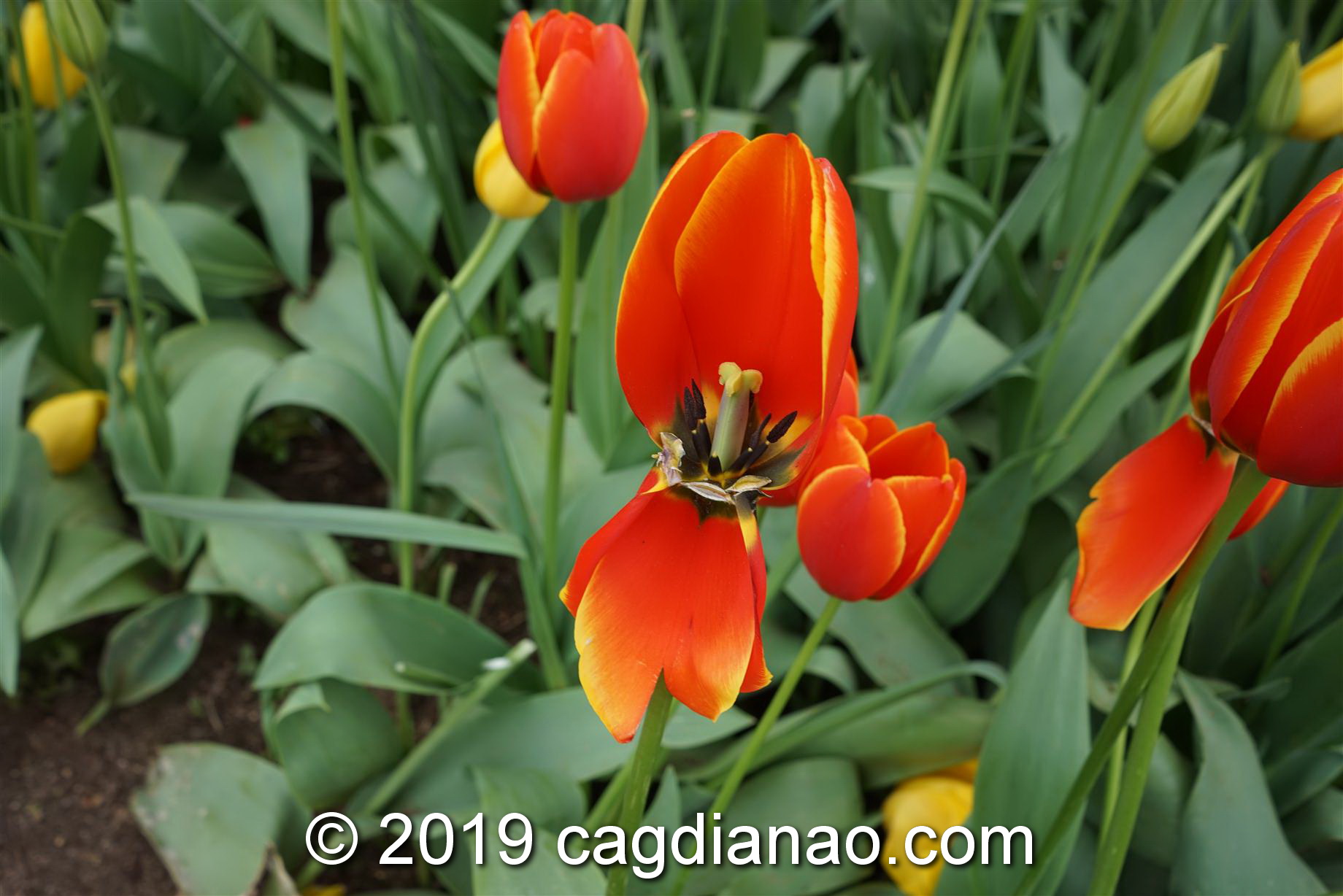 Tessalaars Tulip Farm -September 30 2019