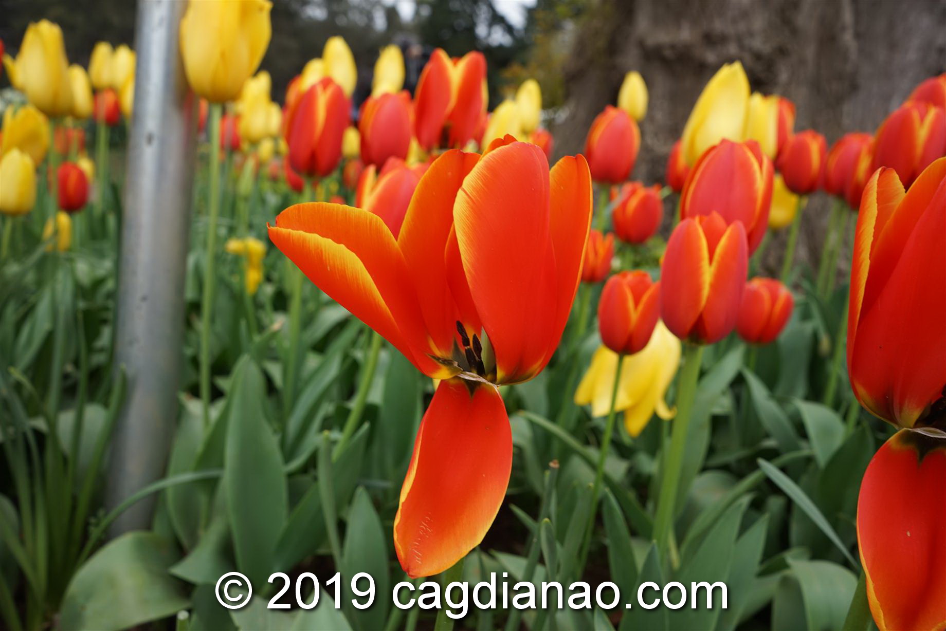 Tessalaars Tulip Farm -September 30 2019