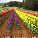 Tessalaars Tulip Farm -September 30 2019