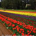 Tessalaars Tulip Farm -September 30 2019