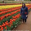 Tessalaars Tulip Farm -September 30 2019