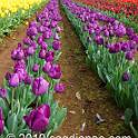 Tessalaars Tulip Farm -September 30 2019