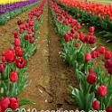 Tessalaars Tulip Farm -September 30 2019