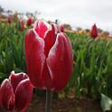 Tessalaars Tulip Farm -September 30 2019