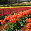 Tessalaars Tulip Farm -September 30 2019