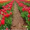 Tessalaars Tulip Farm -September 30 2019