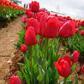 Tessalaars Tulip Farm -September 30 2019