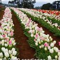 Tessalaars Tulip Farm -September 30 2019